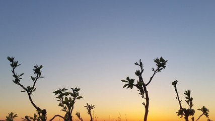 Fototapeta na wymiar Primavera al tramonto