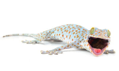 Tokay Gecko
