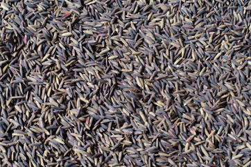 Riceberry background