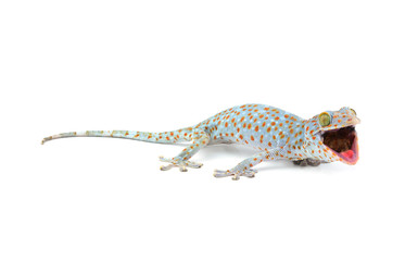 Tokay Gecko