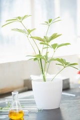 Green plant growing