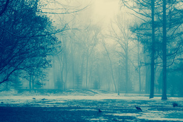 City Park in the fog