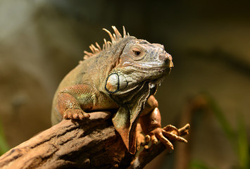 Echse auf einem Baumstamm