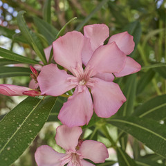 pink oleander flower closeup
