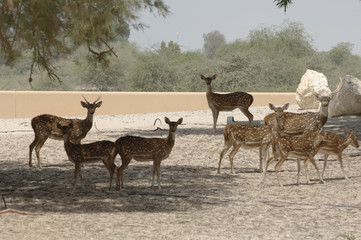 Naklejka na ściany i meble antilopes bahrein
