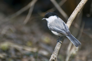 Coal tit  on a branch