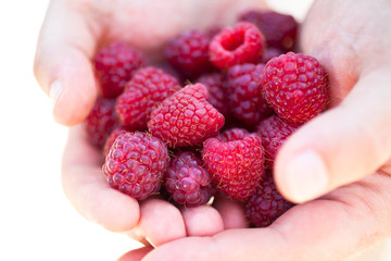 Hands holding red raspberries