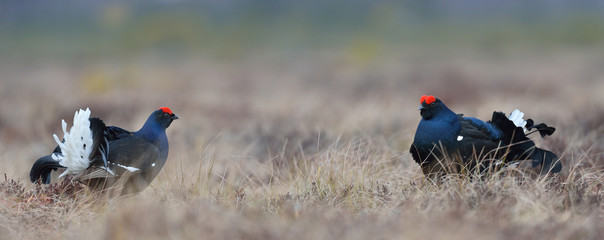 Black grouse, panoramic view of the bog