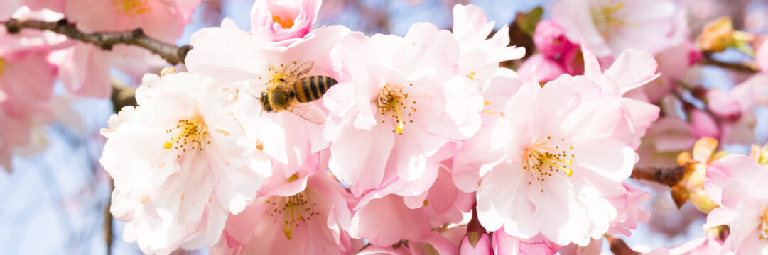 biene in einer kirschbl&uuml;te als banner