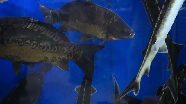 Fresh live fish at the aquarium at seafood restaurant. HD