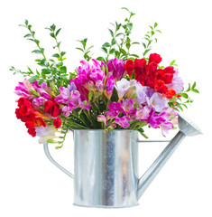 freesia  flowers