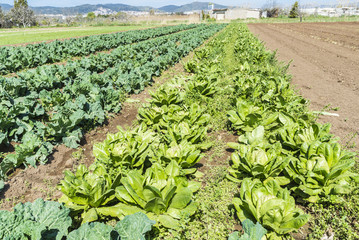 Cultivated field of lettuces and cabbages