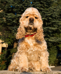 American Cocker Spaniel