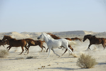 Fototapeta na wymiar chevaux pur-sang bahrain