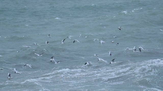 Large flock of birds Sea gulls flying over storm waves in sea