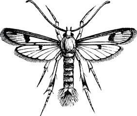 Vintage graphic moth