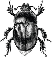 Vintage graphic beetle scarab - obrazy, fototapety, plakaty