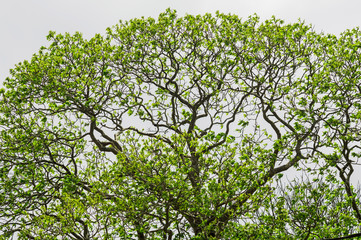 Baumkrone einer Ulme mit ersten Blättern im Frühling