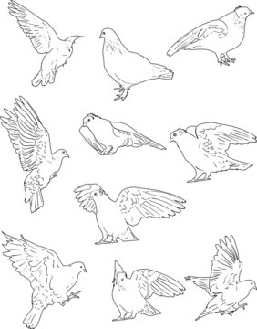ten white dove sketches collection