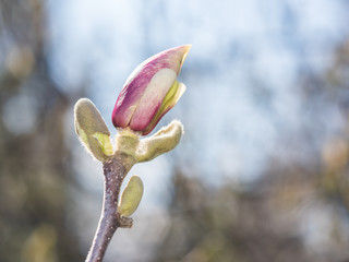 Fototapeta na wymiar Magnolia Flower Bud Blossom In Spring