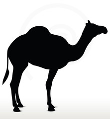 camel in default pose