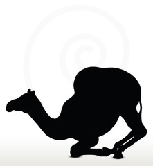 camel in Kneeling pose