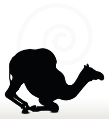 camel in Kneeling pose