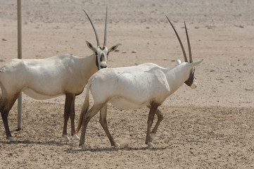 antilopes bahrein