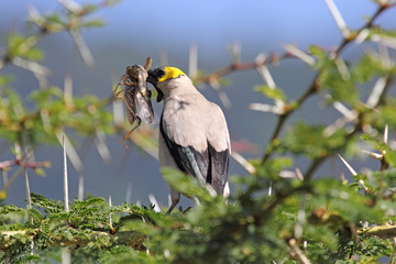 Wattled starling on a wattle