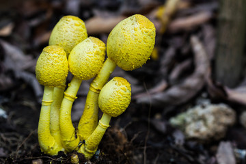 Yellow Houseplant Mushrooms, Leucocoprinus birnbaumii.