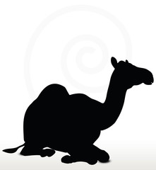 camel in Sitting pose