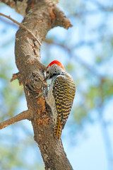 Golden-tailed woodpecker on a tree