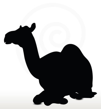 camel in Sitting pose