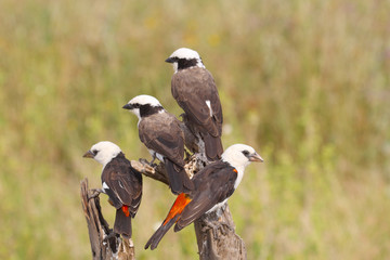 White-headed Buffalo Weaver perched on a branch
