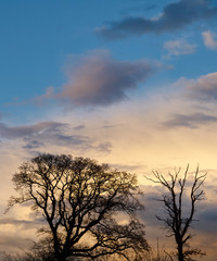 Fototapeta na wymiar Silhouette of two trees before a dramatic evening sky