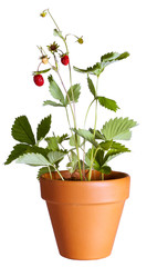 wild strawberry