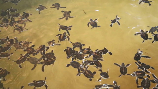 Baby turtles swimming in a pool at a turtle hatchery in Sri Lanka.