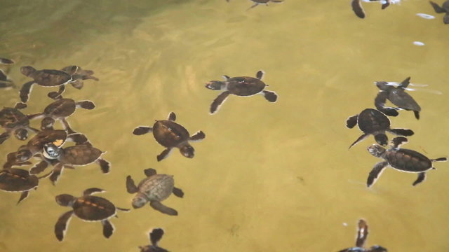 Baby turtles swimming in a pool at a turtle hatchery in Sri Lanka.