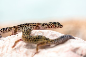 Leopard Gecko lizard on rocks