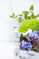 Plants and gardening tools on old white wood table