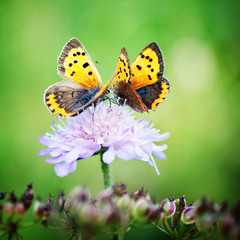 Two butterflies sitting on a little flower