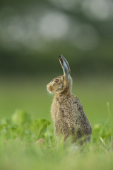 Lepus europaeus - European brown hare