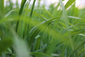 Fototapeta premium grünes saftiges gras