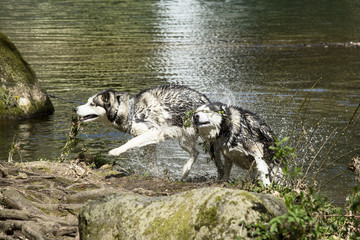 Dogs drying
