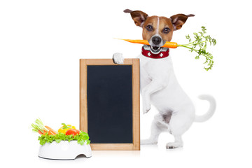 hungry dog with healthy  vegan bowl