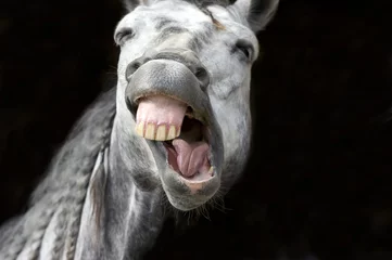 Fototapeten Lachendes Pferd Lustige glückliche weiße lächelnde Zähne © mexitographer