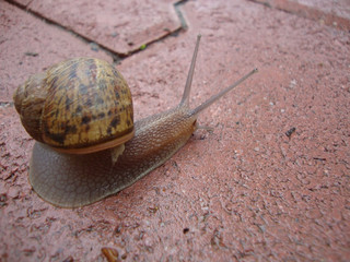 Snail after the rain