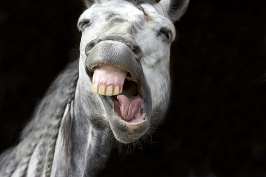 Laughing Horse Funny Happy White Smiling Teeth