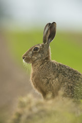 Naklejka na ściany i meble Lepus europaeus - European brown hare