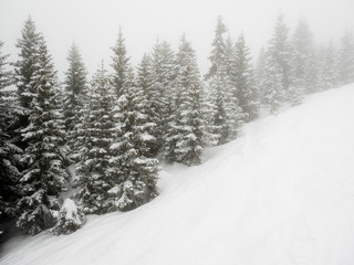 Obraz premium snow covered trees in mist